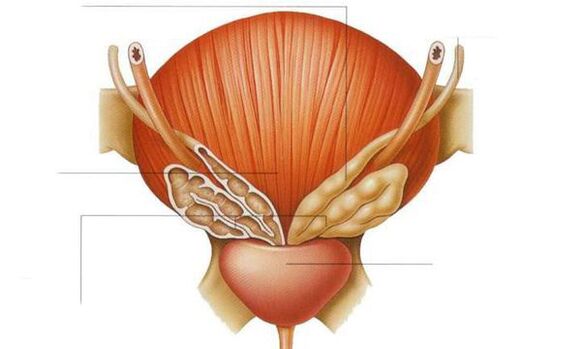 prostatos anatomija